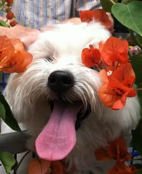 funny-maltipoo-dog